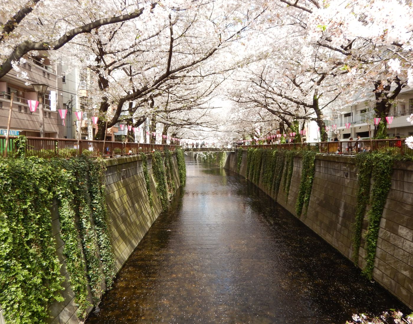 Meguro River Spring.jpg (449 KB)