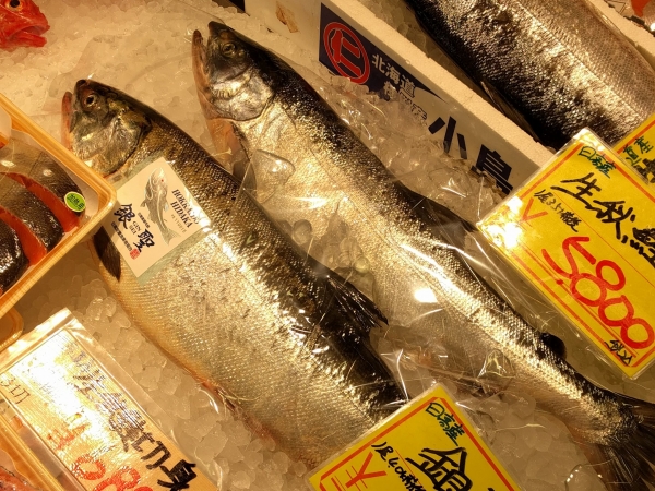 Fish and dashi: the essence of Japanese cuisine, and exploring Sanriku Coast!