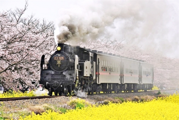 Go loco for sakura: At-track-tive views of trains and cherry blossoms