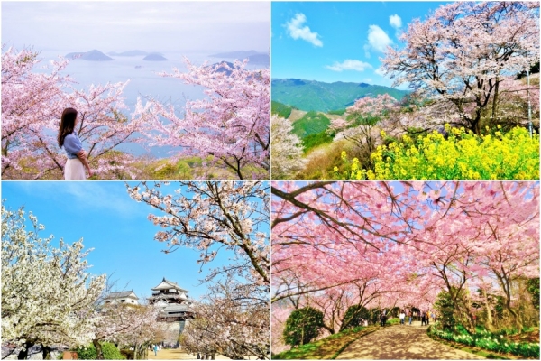 Shikoku's Sakura Secrets: 8 stunning places to enjoy cherry blossoms in Shikoku 